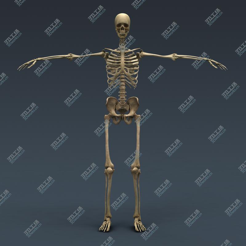 images/goods_img/2021040234/Maya Rigged Human Male Body, Muscular System and Skeleton/5.jpg